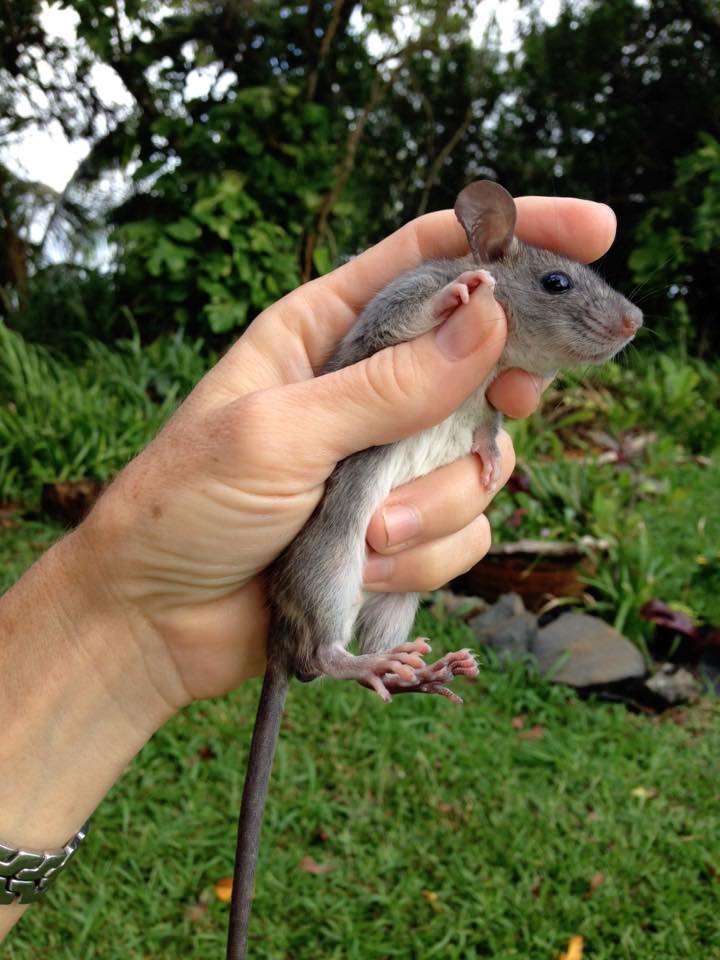 Maui Rat named Nicklaus by Erika