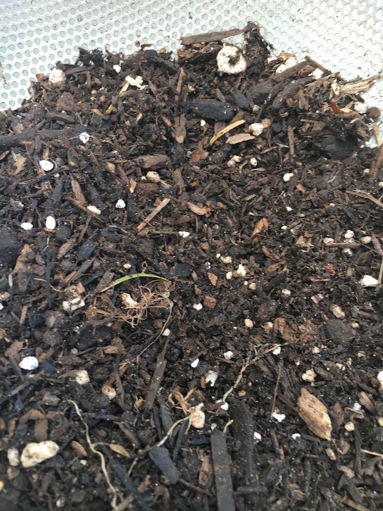 unsifted store bought compost