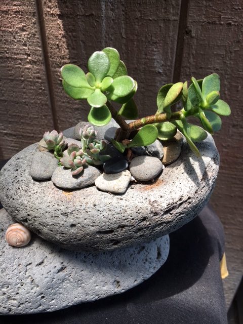 Erika_Hampton_Balance_Rock_Pele_Succulents