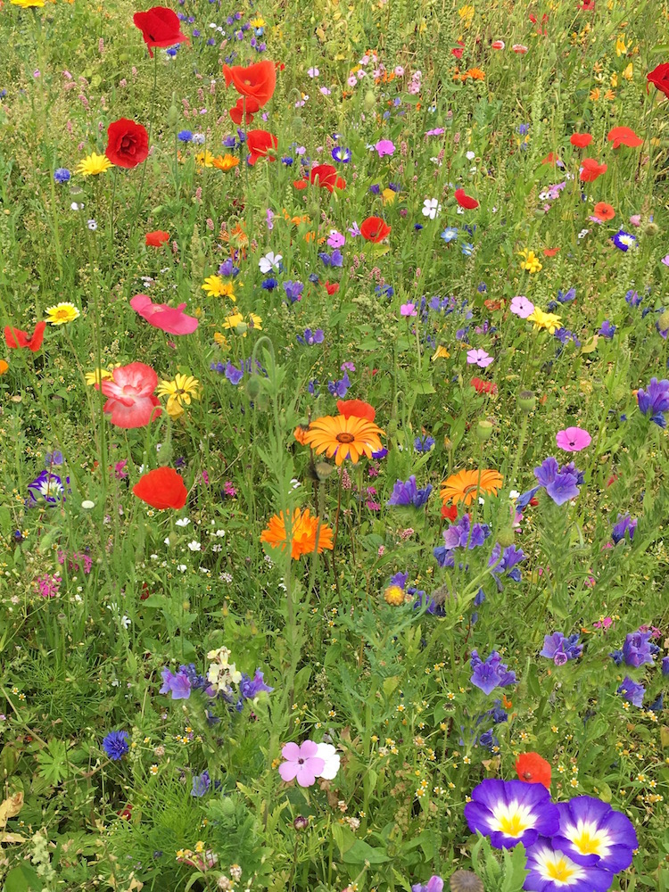 Erika__Hampton_Wild_Flowers_St_Peter_Ording_Bees